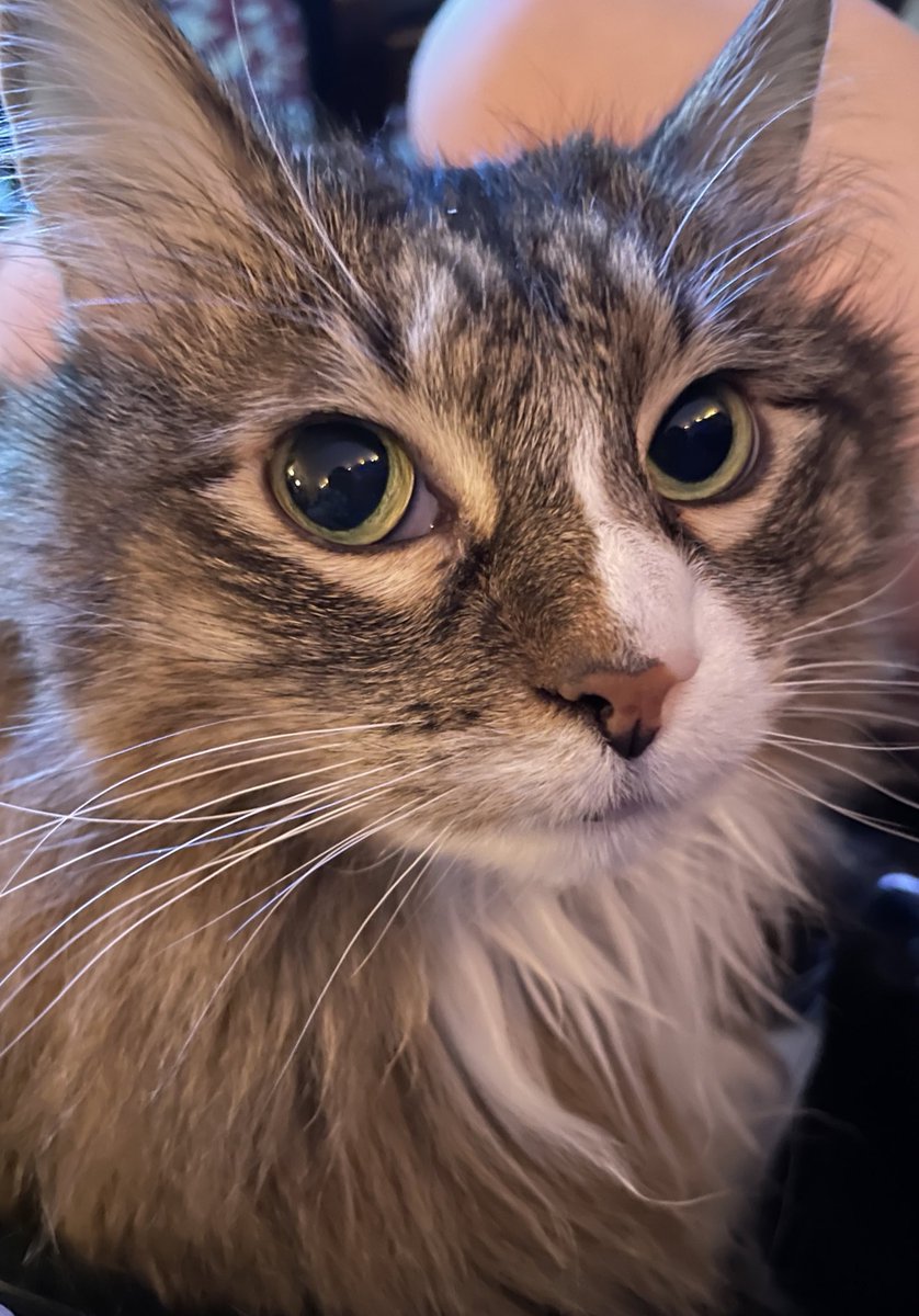 tarrowl's tweet photo. it’s kikyo’s birthday! she’s 10!!! 🎉 https://t.co/CjJgzwR9HC