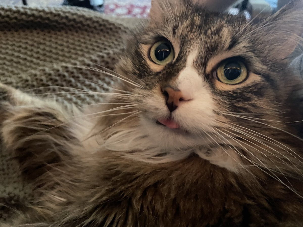 tarrowl's tweet photo. it’s kikyo’s birthday! she’s 10!!! 🎉 https://t.co/CjJgzwR9HC