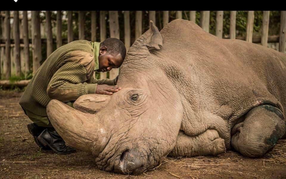 La #extinción es para siempre.

Ésta triste imagen registra el último suspiro del único macho de rinoceronte blanco del norte de África, sólo quedan dos hembras lo que hace que ésta subespecie esté prácticamente extinta 😥😥