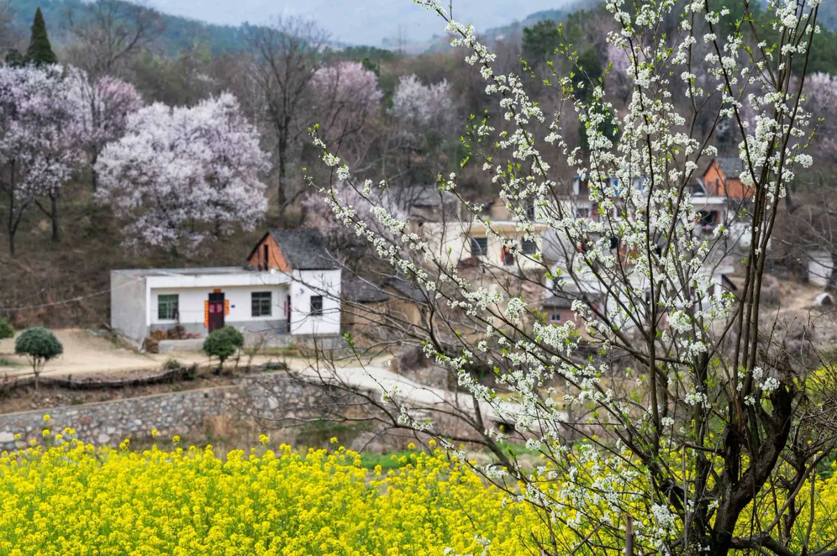 Visit_Henan's tweet image. Apricot Blossoms in Full Bloom in Luoyang
The apricot blossoms bathed in the bright spring sunshine create a beautiful picture of countryside. #springscenery #springincountryside