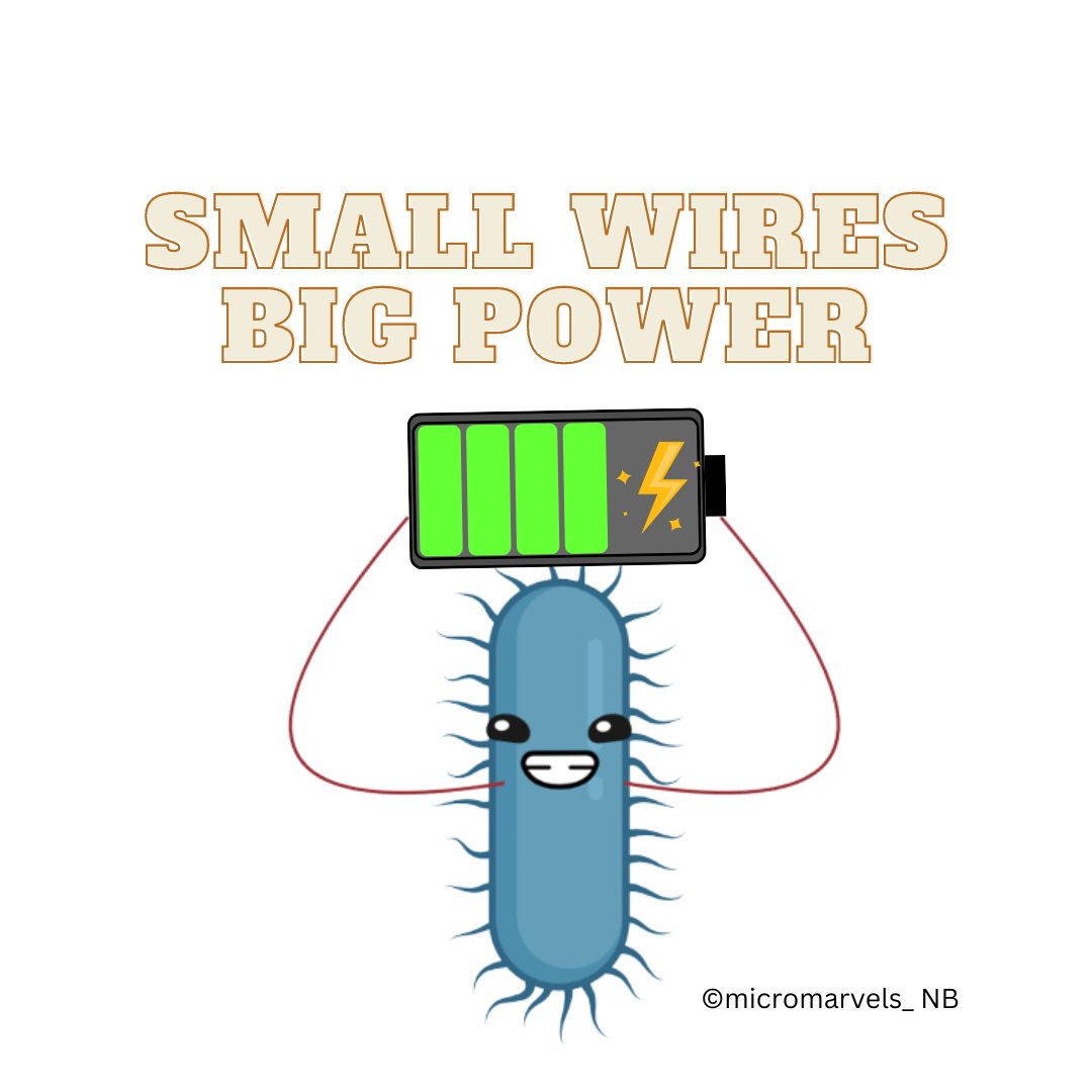 Micro_Marvels's tweet photo. From tiny microbes to mighty power sources! 
Unleash the power of nature's nanowires and learn how these miniscule structures are paving the way for sustainable energy future. #microbiology #microbes https://t.co/iMvspEsHdZ