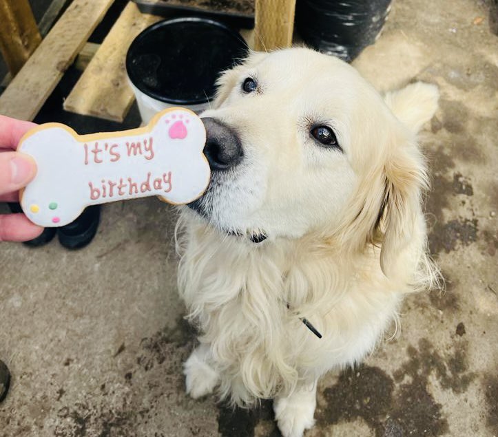 TheSamlingHotel's tweet photo. π
Happy 8th Birthday to Henry.
β’
#itsadogslife #hoteldog #gardenersbestfriend #hotelgarden #dog #goldenretriever #happybirthday #8today #handsome https://t.co/O01eUMjMHE
