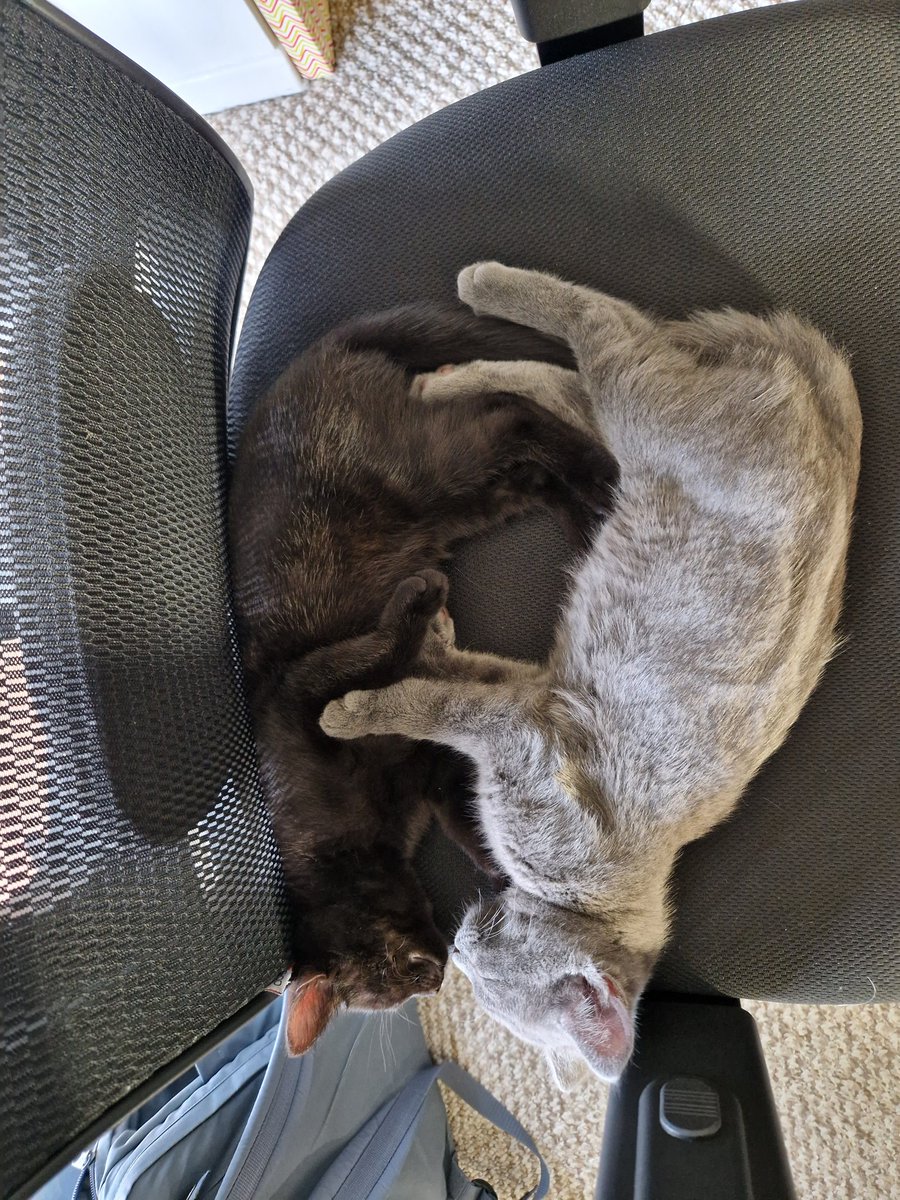 Good job I've got a stand up desk at home with these to little terrors