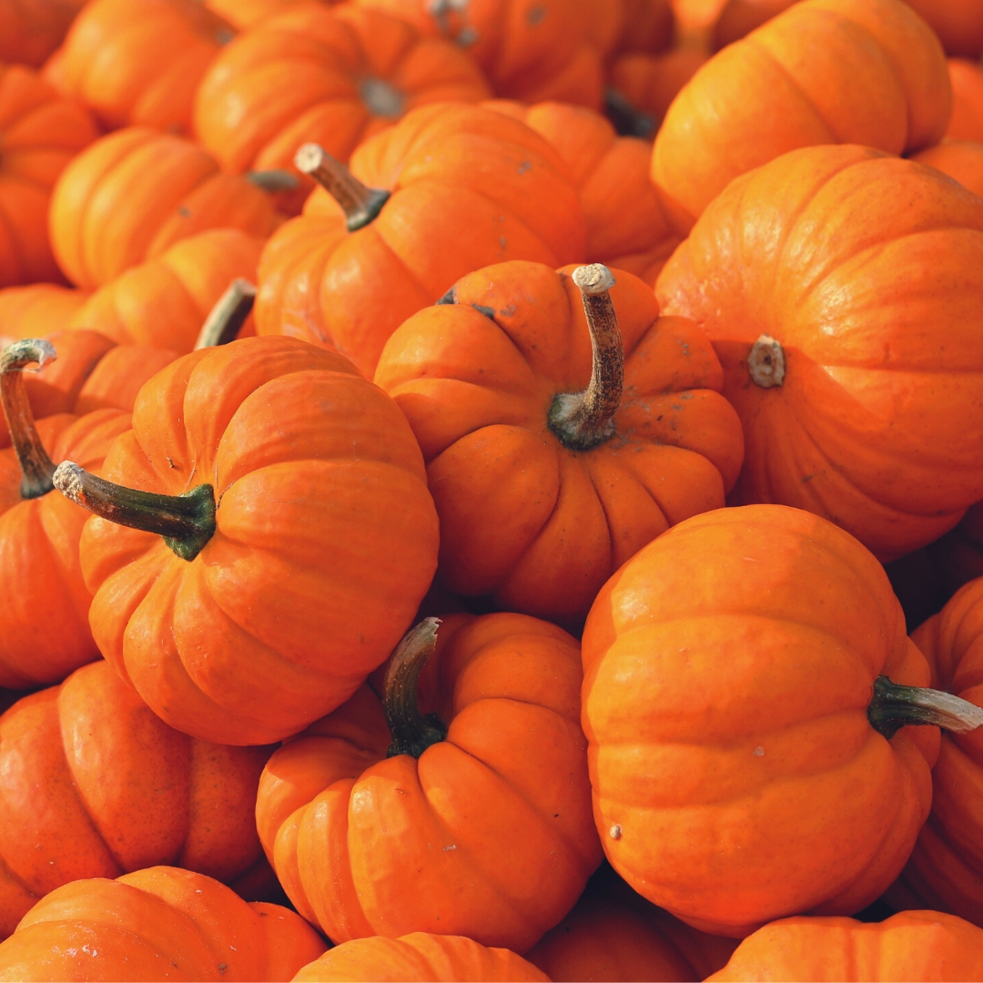 Suttons (@suttons_seeds) on Twitter photo From the diminutive āJack Be Littleā to the hefty butternut #squash, thereās a pumpkin or squash variety for everyone.š
Learn more about growing squash in our new article: hub.suttons.co.uk/gardening-adviā¦
Full of advice from @charlesdowding, <a href="/LovelyGreens/">Tanya Anderson</a> and other fantastic gardeners! From the diminutive āJack Be Littleā to the hefty butternut #squash, thereās a pumpkin or squash variety for everyone.š
Learn more about growing squash in our new article: hub.suttons.co.uk/gardening-adviā¦
Full of advice from @charlesdowding, <a href="/LovelyGreens/">Tanya Anderson</a> and other fantastic gardeners!