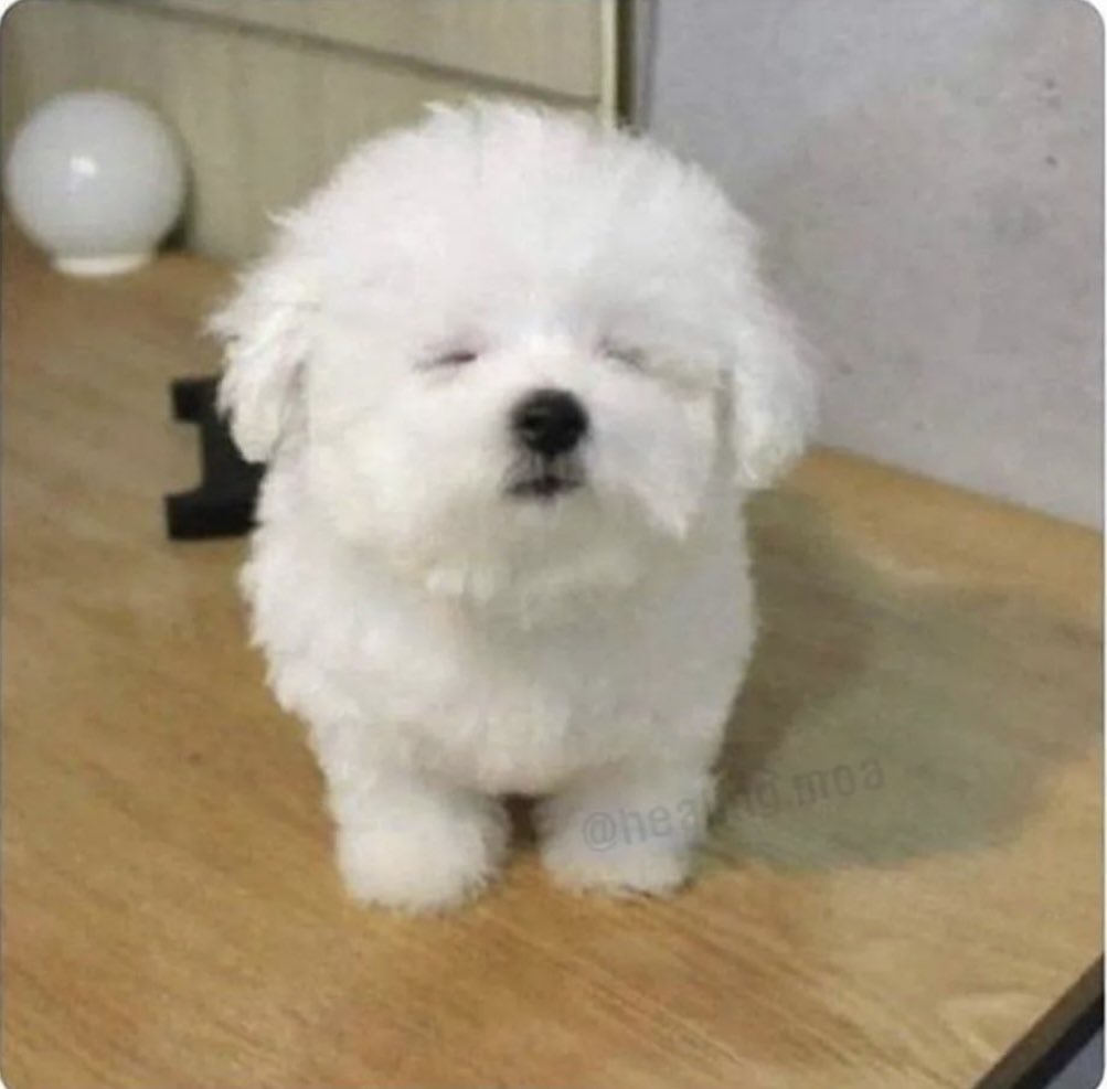 닮앗졍