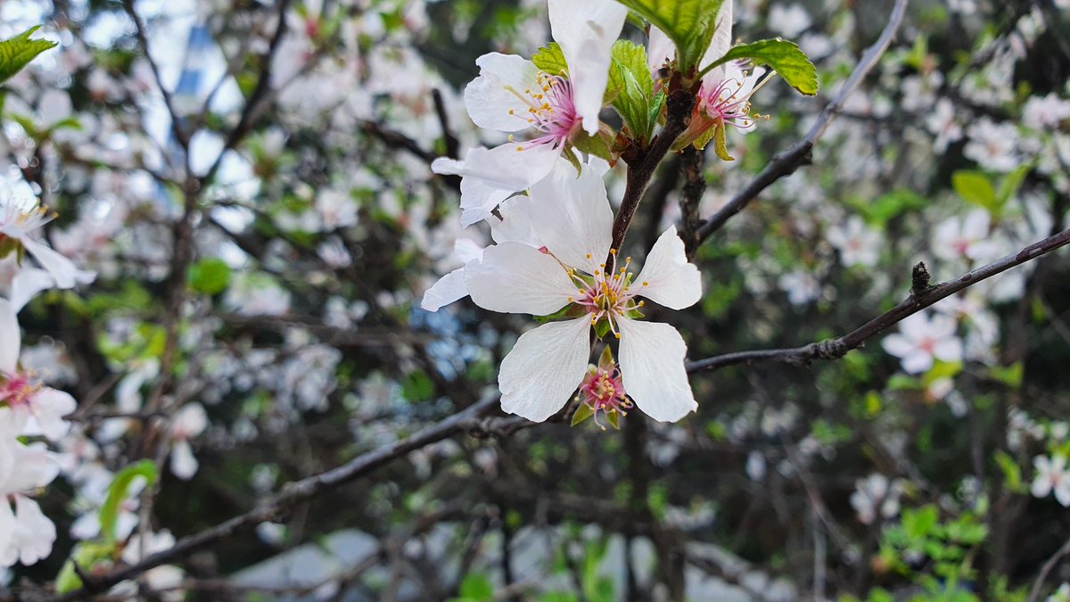 앵두 나무 (Prunus tomentosa)
- 제철?식물을 올리려고 했는데 이번주에  거의 일-집이라 못찍음
- 작년 4월 초에 찍은 앵두(앵도) 꽃 사진
- 벚꽃 속(Prunus) 나무라 꽃이 벚꽃과도 비슷함
- 잎에 털이 많고 주름져서 꽃이 없어도 잘 분간됨 (TMI: 종명 tomentosa = 라틴어로 털이 많다는 의미)