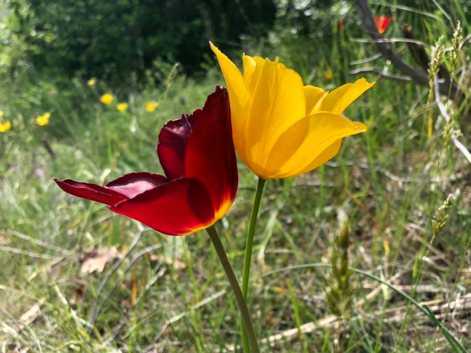 The habitat of the rare and beautiful Tulipa Albanica has also been designated a natural monument in the same decision that declared Vjosa a National Park. Enjoy some photos of this flower by Ing Abdulla Diku and read more about it invest-in-albania.org/tulipa-albanic…