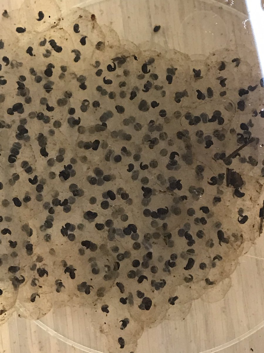 Ged Thomason tweet media