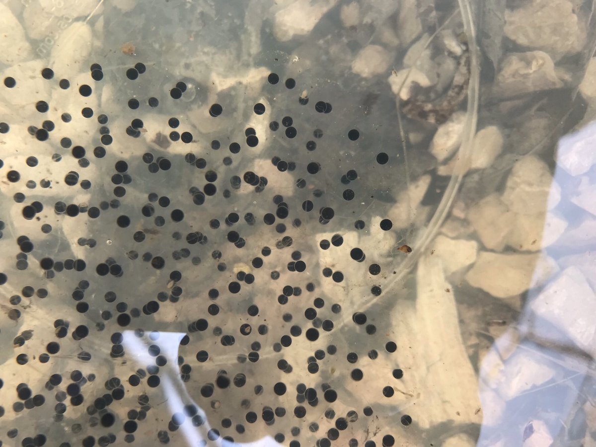 Ged Thomason tweet media