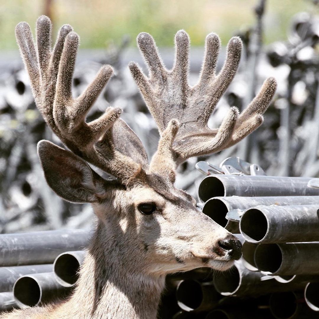 JenniferMLogan1's tweet photo. Are you Love #hunting 🦌 ?? Then SAY..👉YES👈
🦌
🏹
#hunting #deer #deerhunting #Iowa #monsterbuck #whitetail #whitetailhunting #muzzleloader https://t.co/y1CcJGuXgV