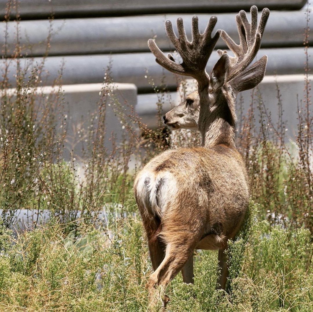 JenniferMLogan1's tweet photo. Are you Love #hunting 🦌 ?? Then SAY..👉YES👈
🦌
🏹
#hunting #deer #deerhunting #Iowa #monsterbuck #whitetail #whitetailhunting #muzzleloader https://t.co/y1CcJGuXgV
