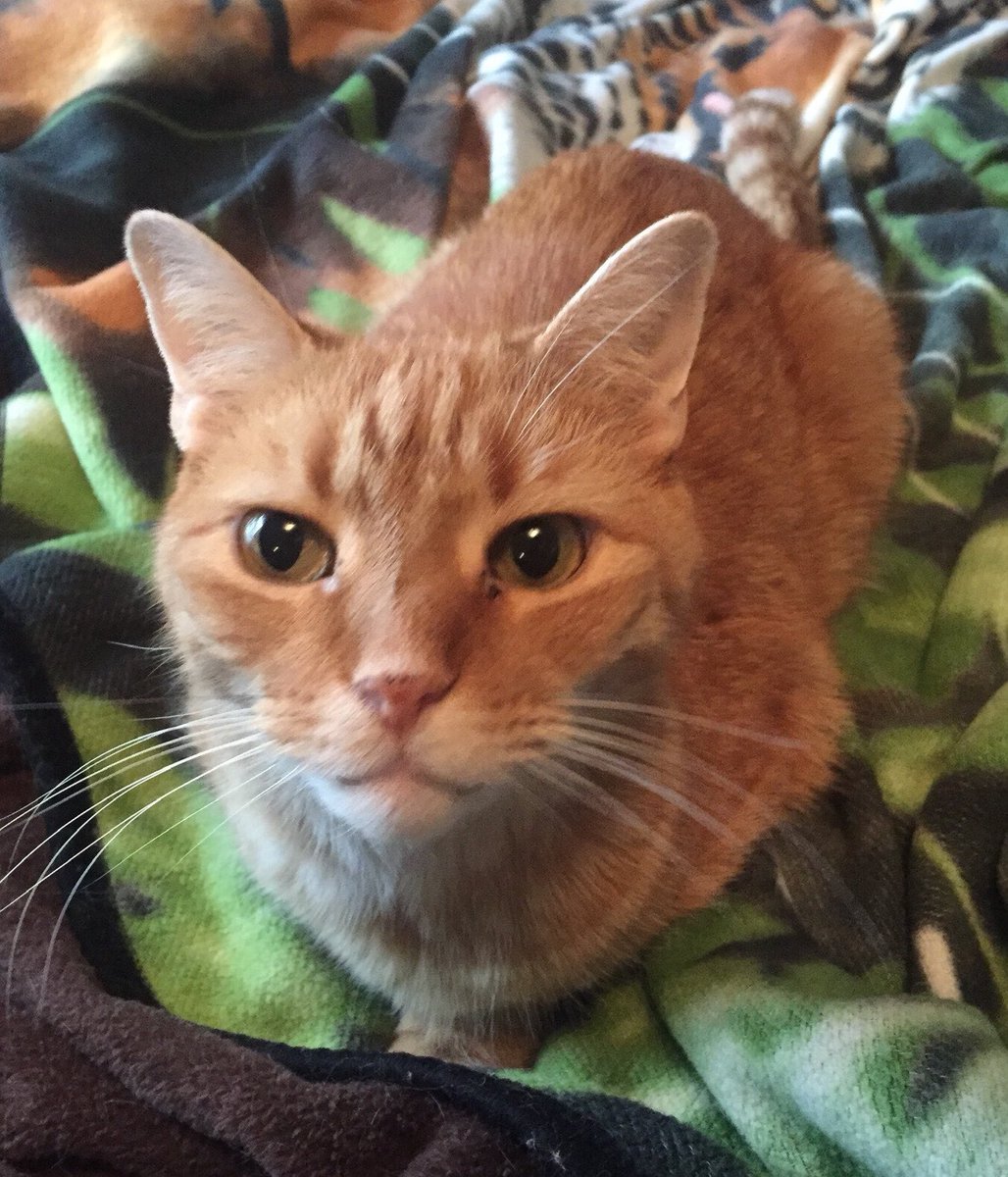 Top of the mornin’ to ya, friends! 😺 I’m just hanging out here on this green blankie to celebrate #SaintPatricksDay 😸 Since I’m ginger, does that mean I’m Irish? Either way, I’ll gladly accept kisses! 😽 Hope everyone is extra lucky today! 😸
#Cats #CatsOfTwitter #CatsOnTwitter