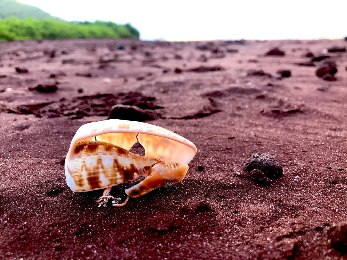 IsaSch's tweet photo. Las conchas de la playa roja 👀 #Rabida #Galapagos https://t.co/1Iv2mvBr3T
