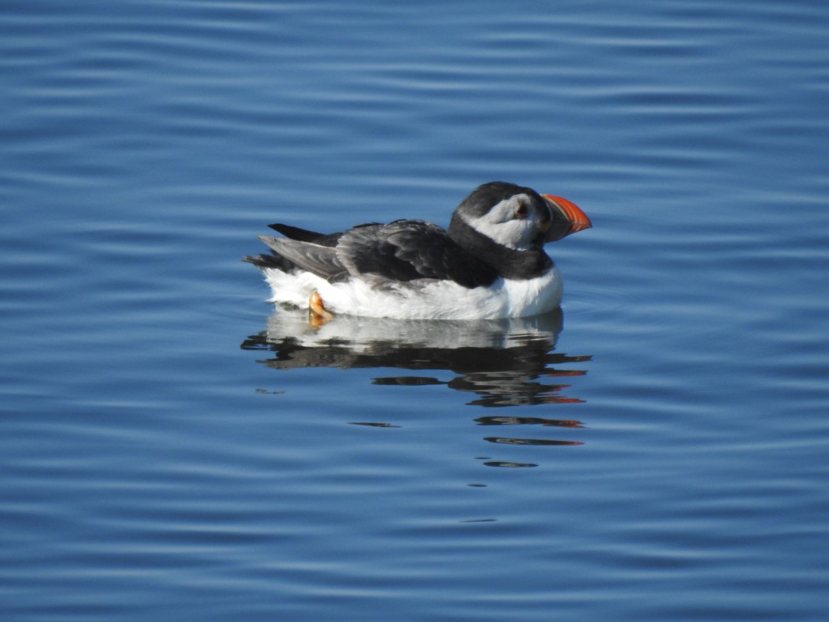 SteelySeabirder's tweet photo. ***LOOKS WHOS BACK*** Thousands of Puffins on the sea around the Isle of May today...they'lll hopefully be on land next week but great to see them in vast numbers on such a calm, sunny day! PUFFINS RETURN! https://t.co/TJUDhSDxAh