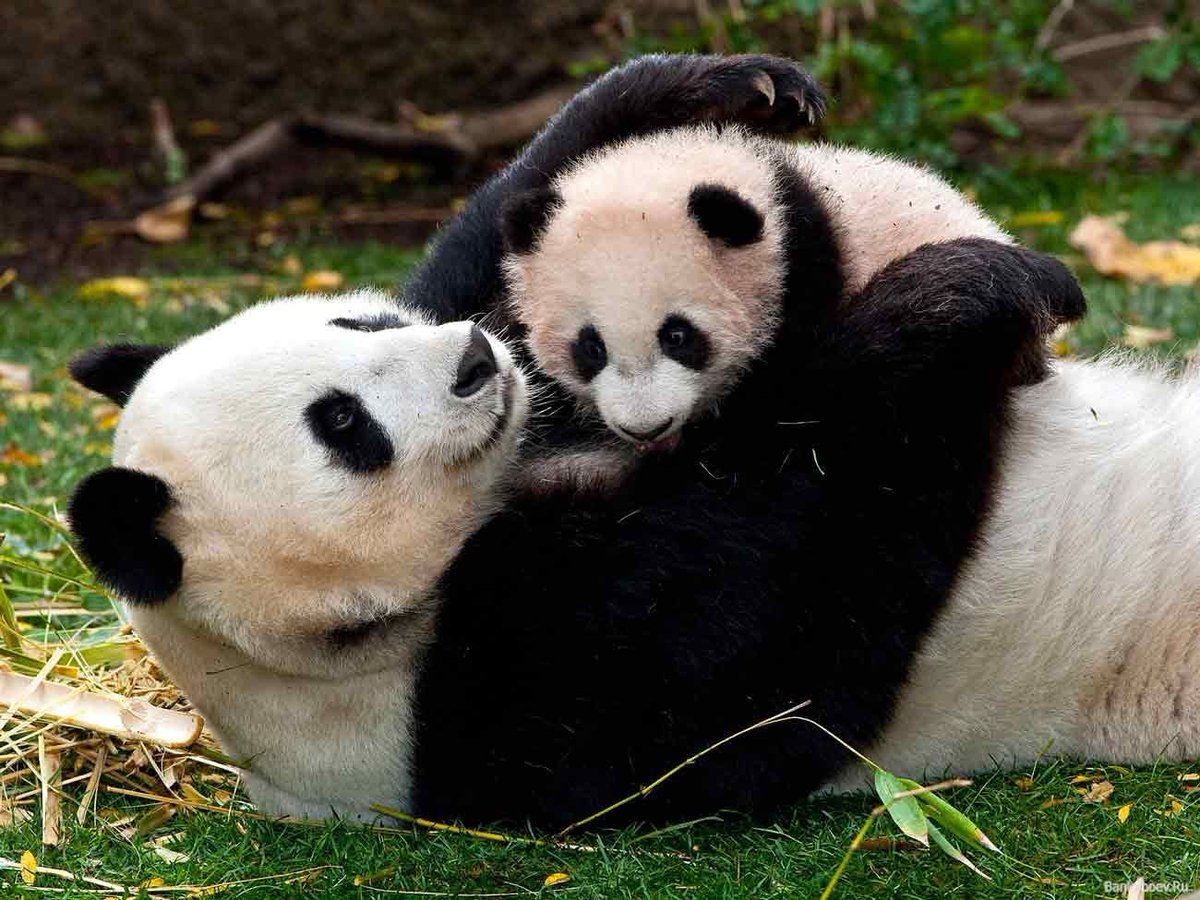 ferna1_diez's tweet image. El #osopanda o #pandagigante (Ailuropoda melanoleuca) es una #especie de #mamífero del orden de los carnívoros. La especie está muy localizada. #Nativo de #China central, el panda gigante habita en regiones montañosas, principalmente las de Sichuan.