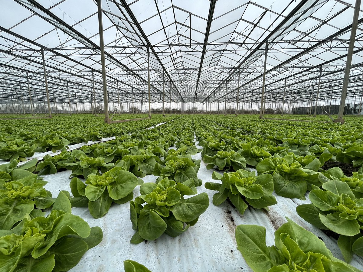 Agronomysilvers's tweet photo. Crop walking indoor lettuce today β¦. Nice and green for St Paddyβs Day βοΈ @AgriiUK #indoorcrops #lettuce #glasshouse #grandjob #happyfriday https://t.co/CfrEsFQ2xJ