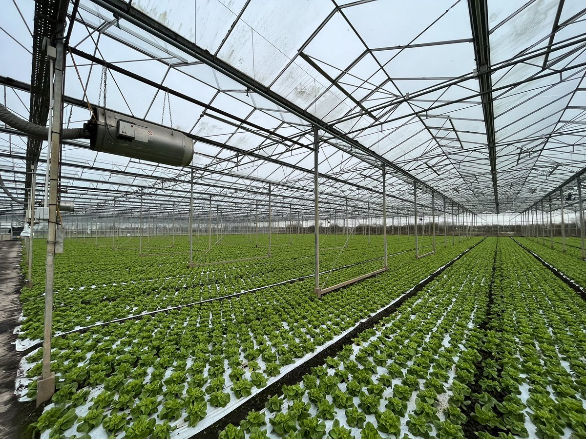 Agronomysilvers's tweet photo. Crop walking indoor lettuce today β¦. Nice and green for St Paddyβs Day βοΈ @AgriiUK #indoorcrops #lettuce #glasshouse #grandjob #happyfriday https://t.co/CfrEsFQ2xJ