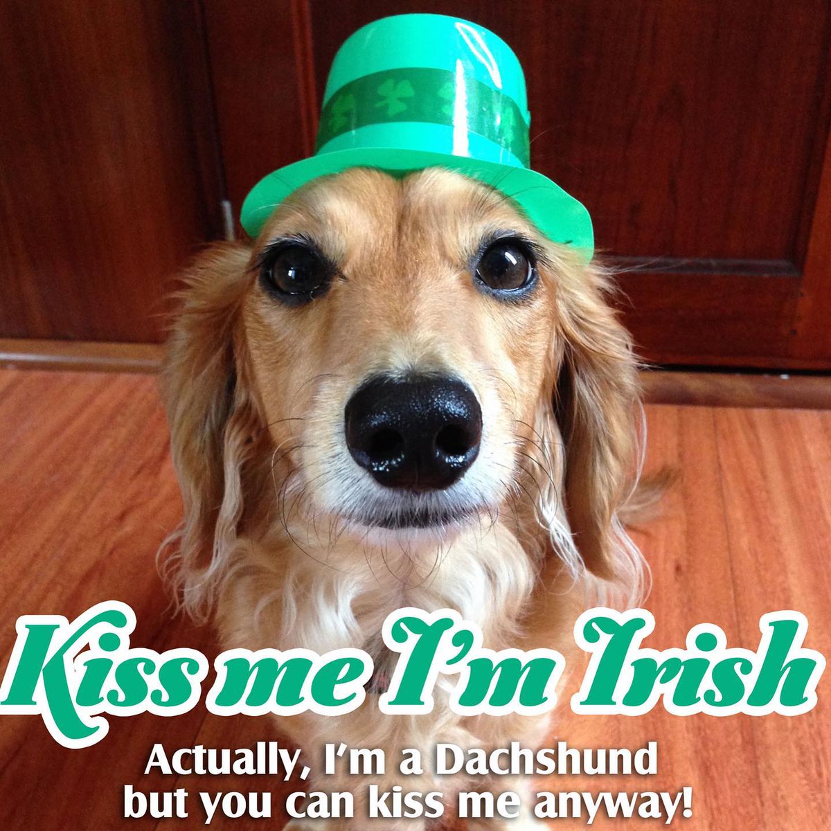 blueturtleatsea's tweet photo. 📸 From Instagram: Happy St. Paddy’s Day from the Blue Turtle crew and their favorite little leprechaun ☘️ 🐾 Cheers! 🍻 
.
.
#stpatricksday #stpaddysday #leprechaun #d... https://t.co/GmxXp7Pjwf