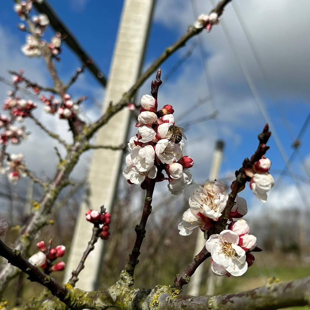 Blossom on our apricot trees - spring is coming! 🌸

We've just sprayed these trees with an organic copper and sulphur solution to control canker - fingers crossed for a good, healthy crop this year... 🍑

#regenerativefarming #farmingwithnature #farmi… instagr.am/p/Cp5M6-cM6UQ/