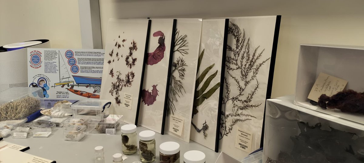 It is great to see the conference delegates from the <a href="/PorcupineMNHS/">Porcupine Marine</a> conference looking at the invasive non native species kit put together by <a href="/MolluscAnna/">Anna</a> and <a href="/8thtree/">Katherine Slade</a>. This will be a fabulous resource to help people learn more about how to Identify some of marine INNS in Wales