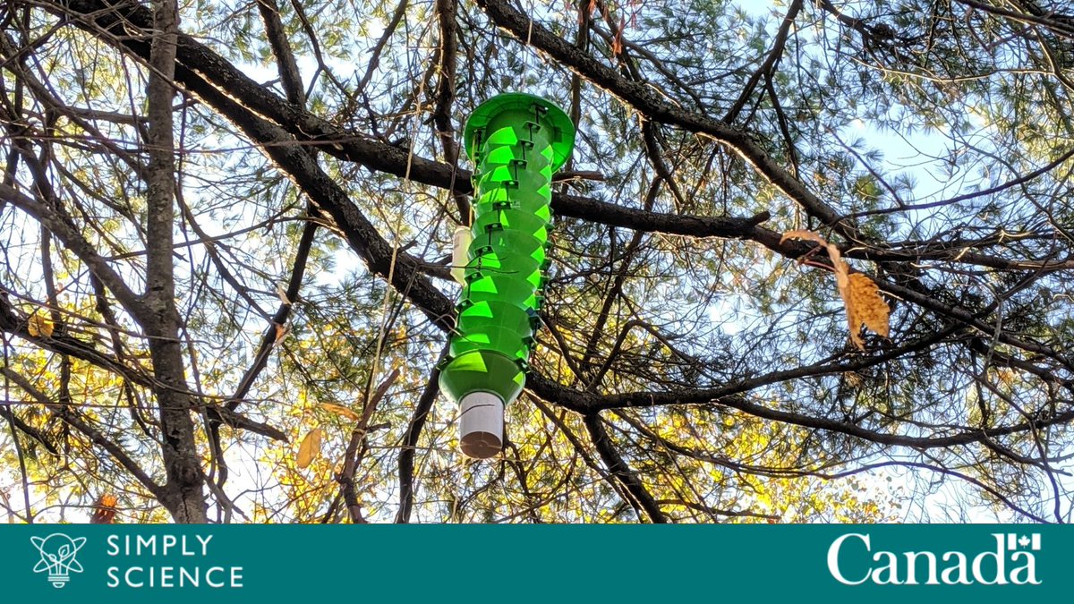 Leprechauns might hide their treasures, but #NRCanSci aren’t hiding theirs! This #StPatricksDay ☘, learn about the forest at the end of the rainbow and the #EAB traps that guard it! 

Learn more about how we protect trees from the #EmeraldAshBorer: ow.ly/T63w50Nj6HP