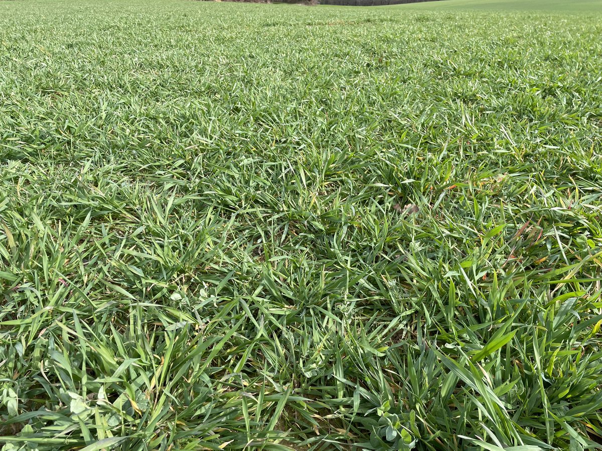 aestiv's tweet photo. Triticale-Avoine-Pois #bio #intercropping #nonlabour https://t.co/7KvjVtv7Ga