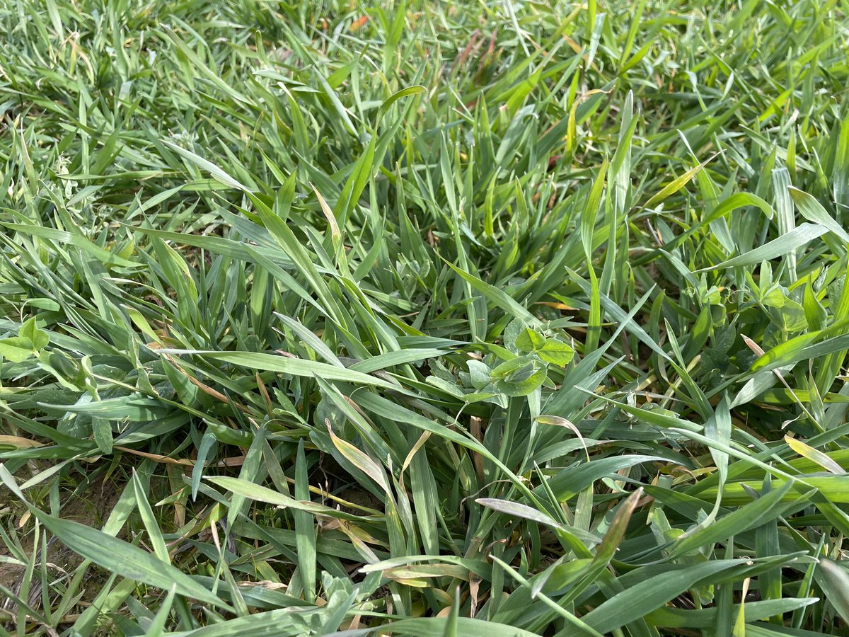 aestiv's tweet photo. Triticale-Avoine-Pois #bio #intercropping #nonlabour https://t.co/7KvjVtv7Ga