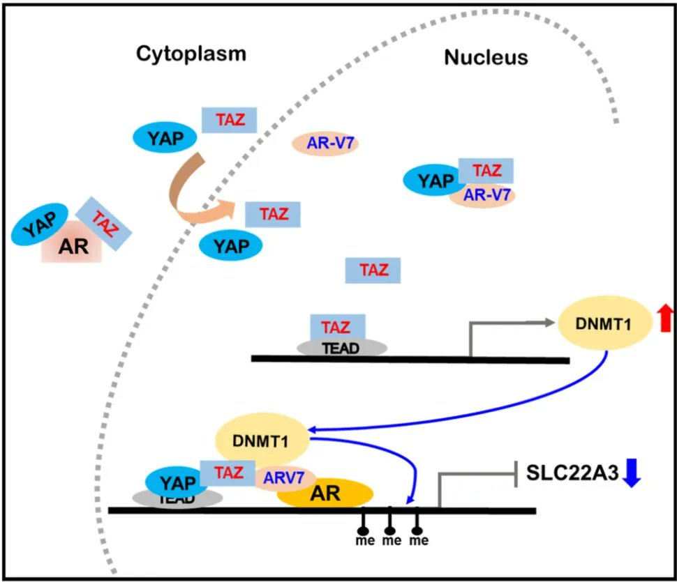 FEBSJournal's tweet photo. ๐ Repression of SLC22A3 by the AR-V7/YAP1/TAZ axis in enzalutamide-resistant castration-resistant prostate cancer
๐๏ธ By Minyong Kang
๐ https://t.co/0Q74b8X1Qh
#ARV7 #enzalutamideresistance #SLC22A3 #TAZ #YAP1 https://t.co/xIruLSzdLX