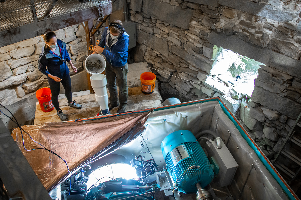 NatelEnergy's tweet image. Our latest peer-reviewed #fishpassage study shows that the #restoration #hydro #turbine provides safe passage for yet another species and life stage: juvenile river #herring. 

Completed with @KleinschmidtGrp published by @AmFisheriesSoc: doi.org/10.1002/nafm.1… 

#scienceiscool