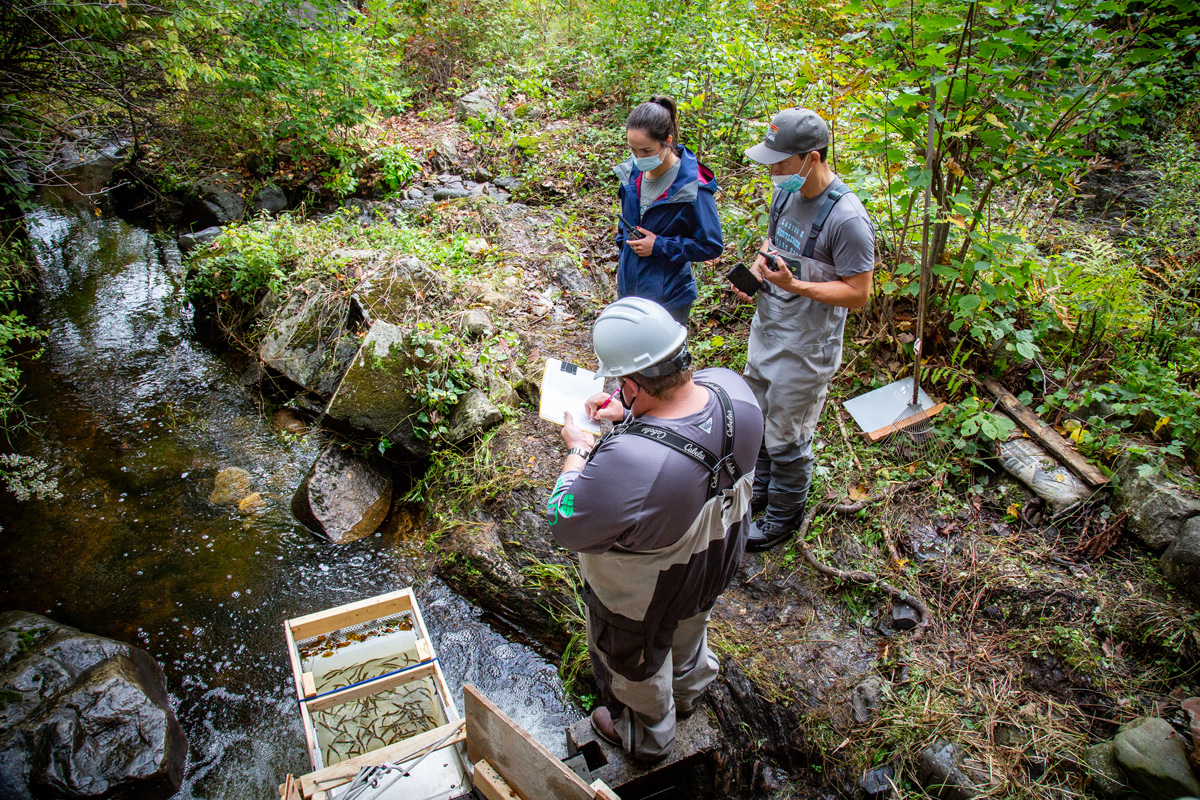 NatelEnergy's tweet image. Our latest peer-reviewed #fishpassage study shows that the #restoration #hydro #turbine provides safe passage for yet another species and life stage: juvenile river #herring. 

Completed with @KleinschmidtGrp published by @AmFisheriesSoc: doi.org/10.1002/nafm.1… 

#scienceiscool