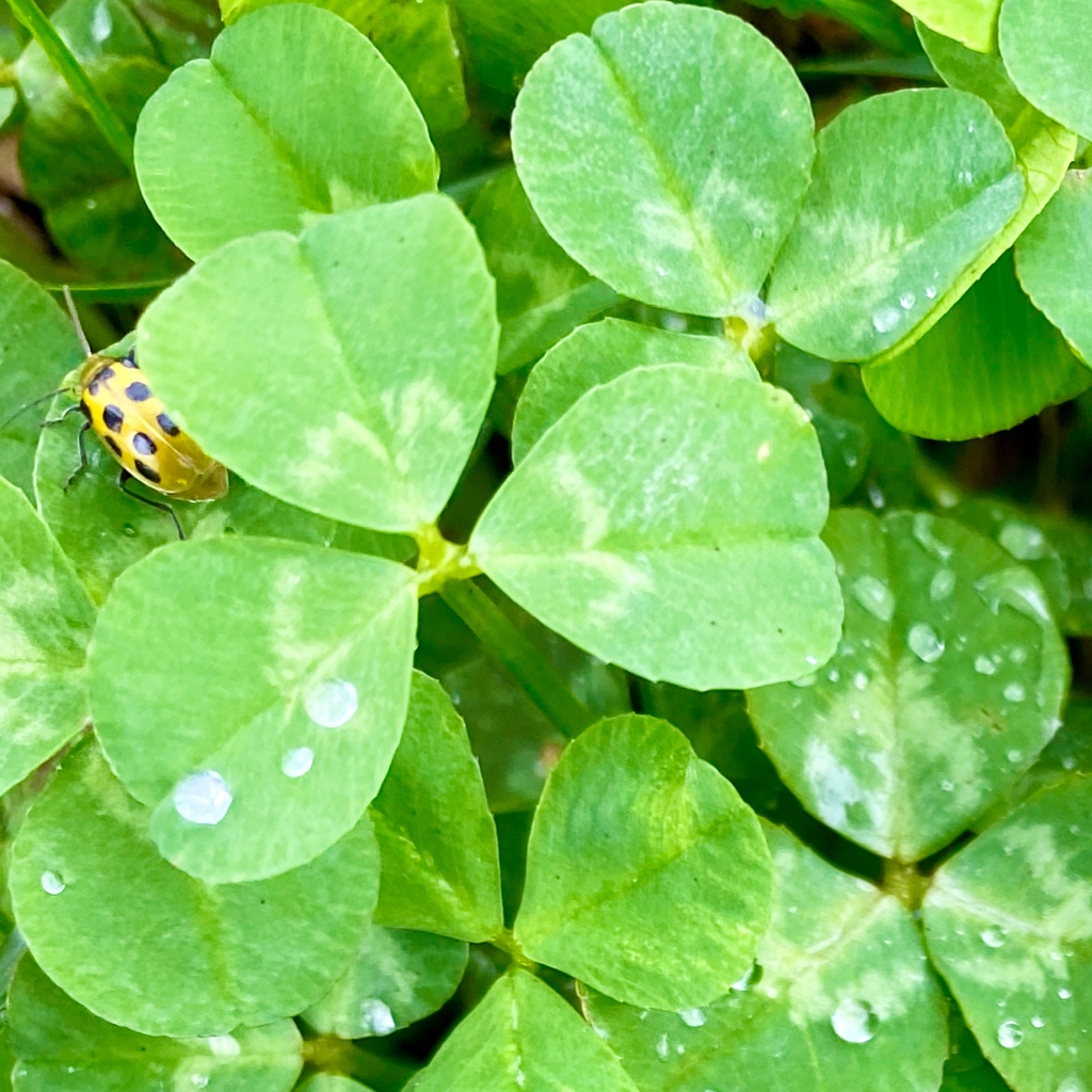 Happy St. Patrick's Day! We are so LUCKY to have amazing customers and partners like you 🐞💚🍀🌈 #stpaddys #stpatricksday #lucky
