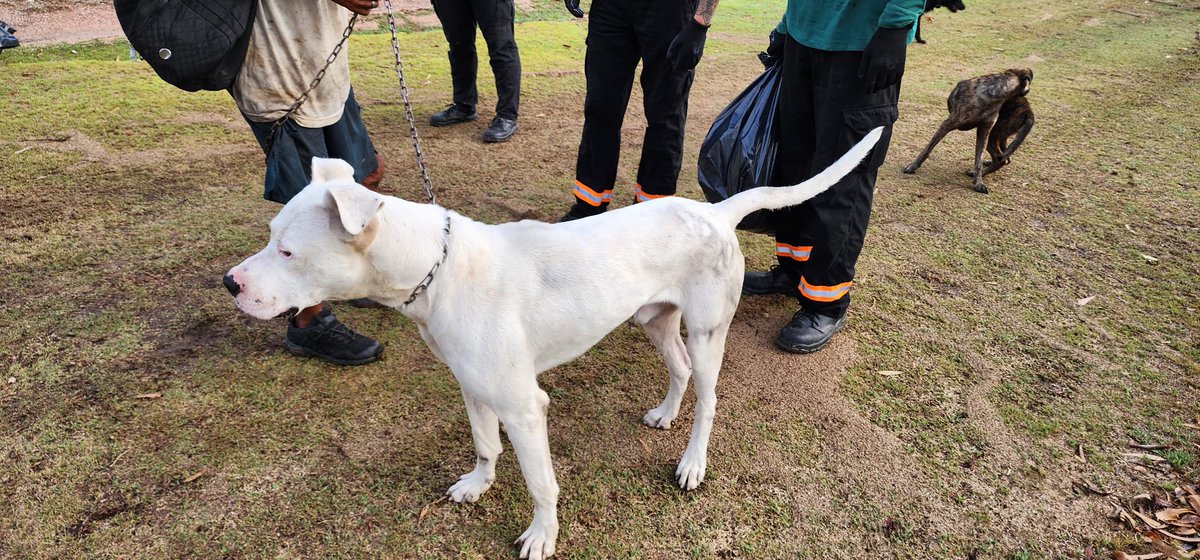 Lizeth654's tweet photo. Si alguien lo busca está en Santa Catalina con un señor que tiene muchos perros y los tiene mal. Lo encontró atado a un árbol en el monte. https://t.co/KjLJtxSlon