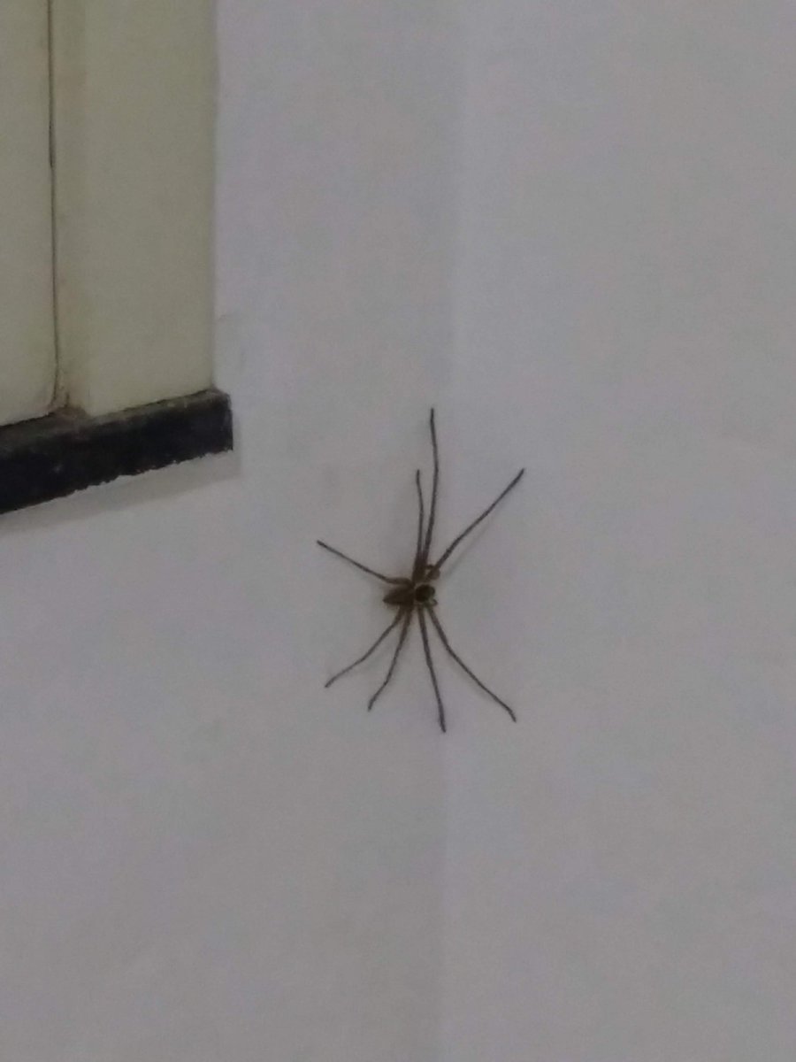 flsobral's tweet photo. @Michelotto8legs essa foi de 2018, mas a câmera do celular também era ruim. XD
Não foi no mesmo endereço da anterior e era menor, entre 15 e 18 cm. https://t.co/DhNytQ719C