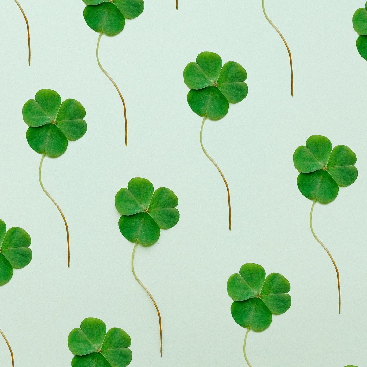 AuroraU_dining's tweet photo. Happy St. Patricks Day! We are so LUCKY to have the best associates and guests who shamROCK☘️ Head over to Tru Blu Dining to help us celebrate the holiday.

#AUdining #ChartwellsCentral #StPatricksDay https://t.co/trBCt1Pj0c