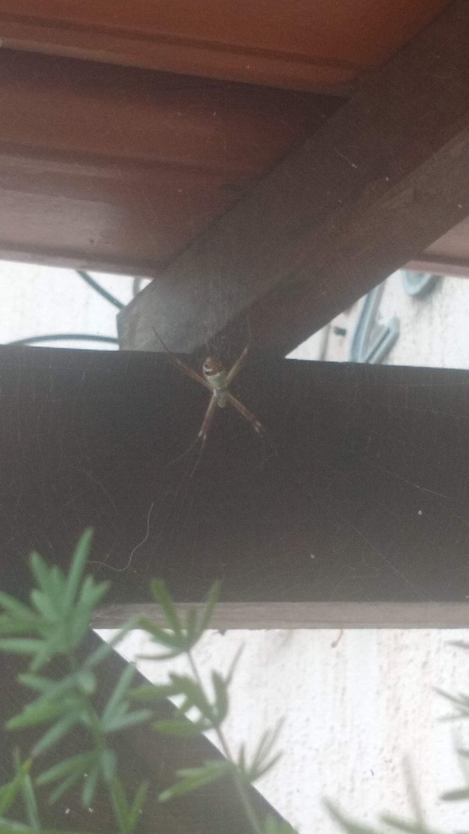 flsobral's tweet photo. @Michelotto8legs essa é de 2020, e eu acabo de perceber que no meu próximo aparelho talvez eu deva dar atenção pra câmera. XD
Não lembro onde foi, nem o motivo da foto. Mas achei ela junto com as outras duas e pensei: pq não mandar? https://t.co/eFqsL7AtbH
