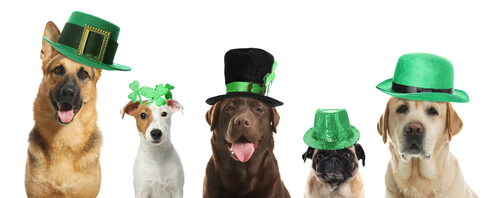 CFSGrandErie's tweet photo. Hey, it's St. Patrick's Day! Will you be wearing green or baking decorative cookies with the kids? Take a look at these fun family activities you can try today: https://t.co/vv4d79Tjrf https://t.co/4GuZkEMtd9