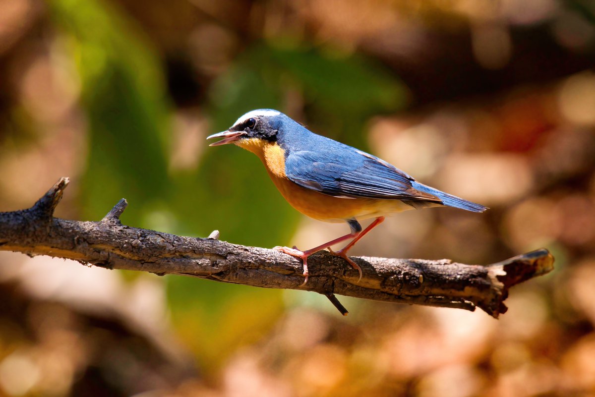ShivaJmc12's tweet photo. The Blue Beauty at Golden Hours!
#Indianbluerobin @pargaien @UKNikon #indiaves @Natures_Voice #ThePhotoHour @NikonIndia #BBCWildlifePOTD @AnimalPlanet @DiscoverKorea_ @WildlifeMag @NikonUSA @NatGeoIndia @BBCEarth #birdwatching #BirdsSeenIn2023 #Birds @Discovery #BirdsOfTwitter https://t.co/B3937jaIXS