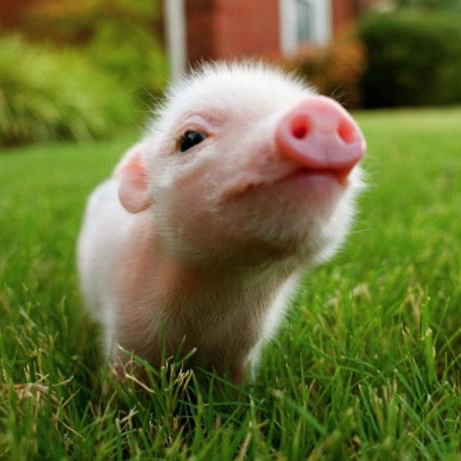 _AnimalAdvocate's tweet photo. Listen to you heart💖

Not your habits🤔

Every time we ignore our heart it breaks a little💔

Be #vegan💖

All @AnimalsCount🤗

Help @BTWsanctuary🐷💞

#AdoptDontShop😻@AdoptionsUk

@RickyGervais @Protect_Wldlife @hilltopgina @Veganella_ @PeterEgan6 @marcthevet @XposeTrophyHunt https://t.co/oBjda9TO8d