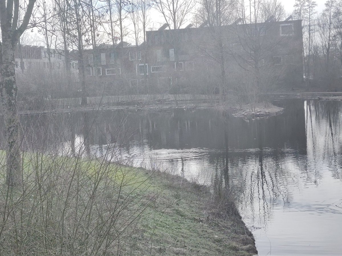 rvr6's tweet photo. waterschap #ValleienVeluwe kan met zijn poten niet van onze natuur afblijven. Het Vogelbroedeiland in vijver @noordwest
Park is half kaalgekapt, om de #scheepvaart niet te belemmeren. Aan de #Haagsteeg katoen ze de bomen onder de broedende reigers
@MooiWageningen
@provgelderland https://t.co/g81ArUqjpm