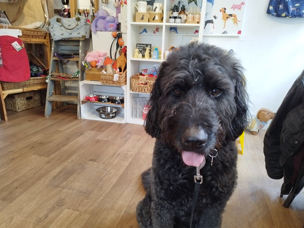 ZebedeeZebedog's tweet photo. We went to lunch at the Cobblestone Tea House in Steyning which has a special doggie section. They had boring toasted sandwiches. I had a pupcake and very nice it was too. https://t.co/y1JFJfQOWn