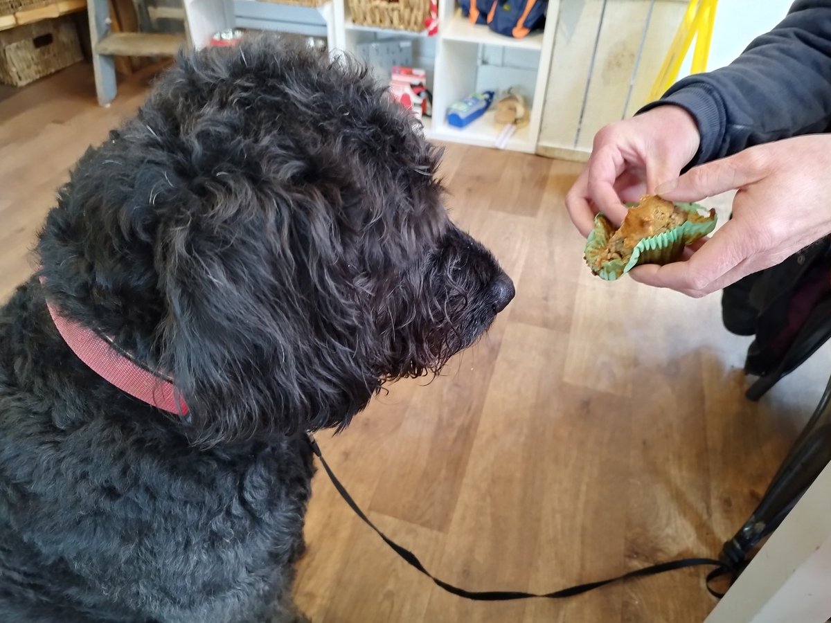 ZebedeeZebedog's tweet photo. We went to lunch at the Cobblestone Tea House in Steyning which has a special doggie section. They had boring toasted sandwiches. I had a pupcake and very nice it was too. https://t.co/y1JFJfQOWn