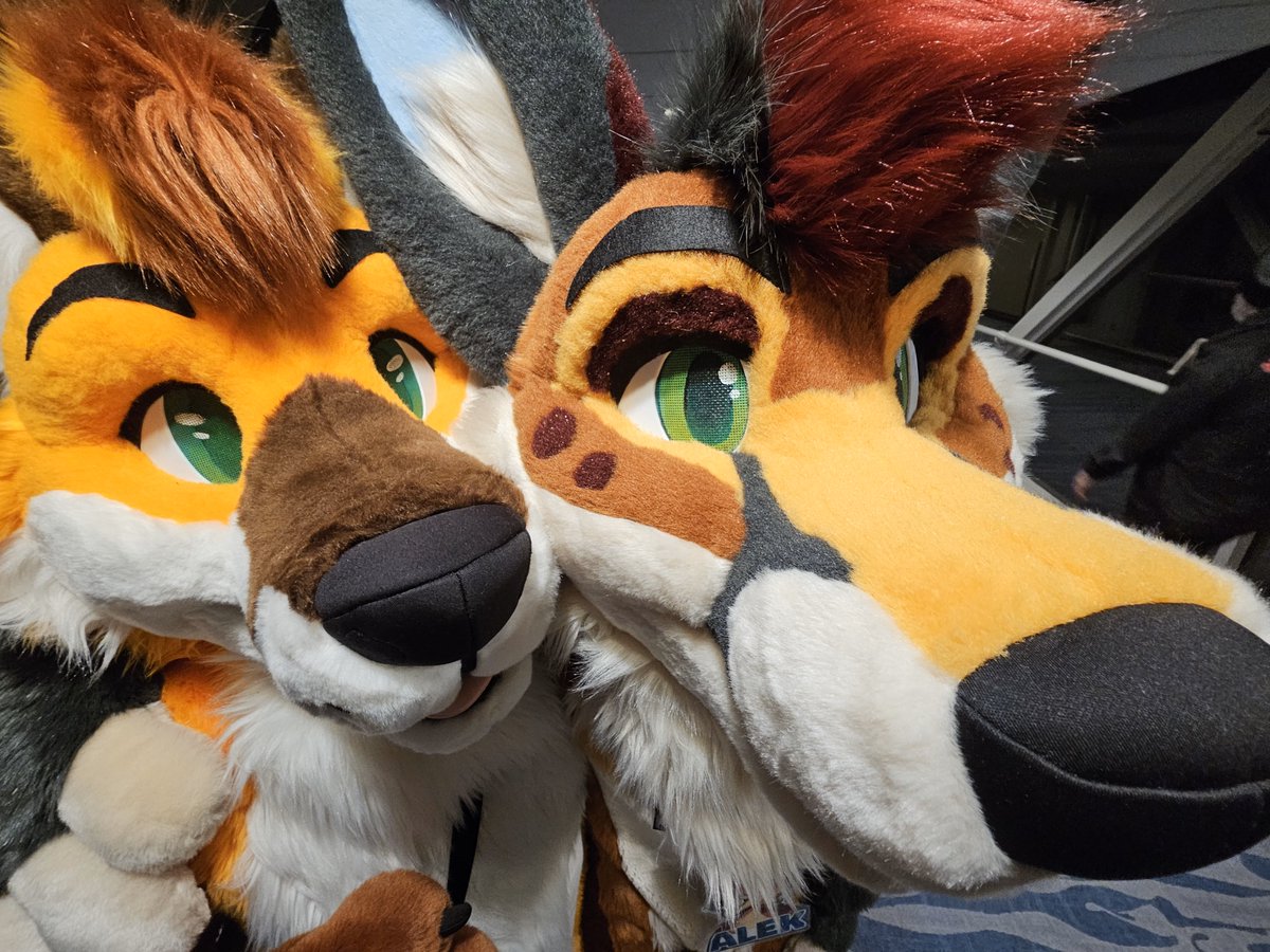 FOPS BROTHER SPOTTED 🦊 

#FursuitFriday 
📷 <a href="/zen_shep/">Zen</a>