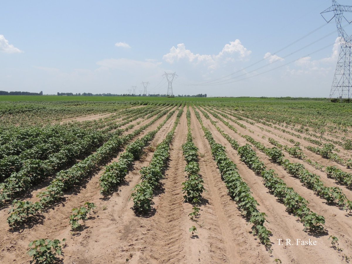 CropNetwork's tweet photo. Root knot nematodes reduced U.S. cotton yields by 386,000+ bales in 2022. It's been busting bales for years: https://t.co/JVrKX67Tdi

Extension can help! @travisfaske @AuburnAg @UAZCoopExt @IanMSmall1 @rodrigobonofre @ppp_trey @baldpathologist @NMextension @TNplantDR @VACoopExt https://t.co/K4wlRQFw2a