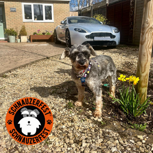 SchnauzerfestUK's tweet photo. Millie has had her check up and the vet is pleased with how she's doing and has signed her off. Great news for Millie, she can now start the rest of her life. She is one of the #mumsofmany you have helped this year. Thank you. https://t.co/08IpKcI1BD