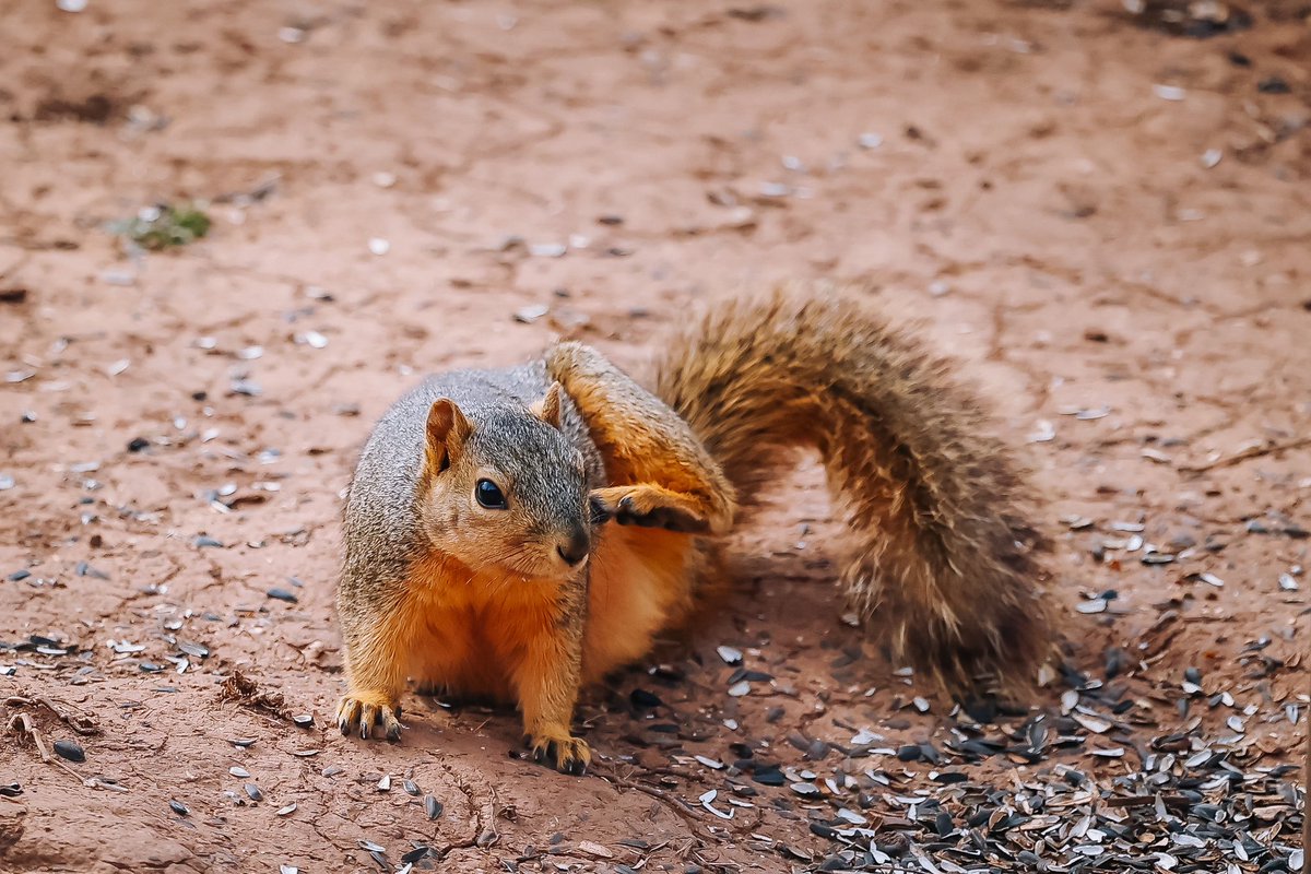 Nathan J. Fish tweet media