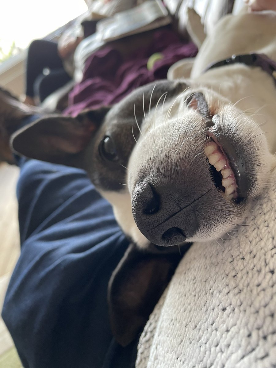 StanEgerton's tweet photo. @rickygervais Billy thinks you look ok ;-) #sameteeth https://t.co/wgmAzA95XE