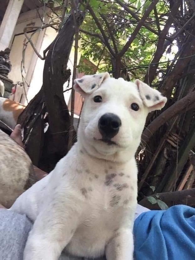 Perritos que curan tu depresión 🐶 (@perritos_qctd) on Twitter photo 
