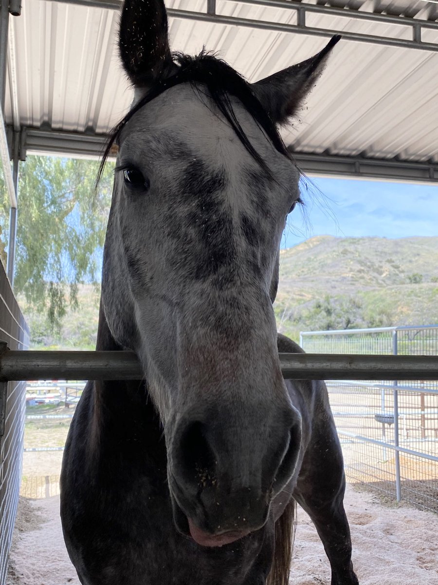 Tried the baby horse on 3/1/20 and brought him home 3/28/20