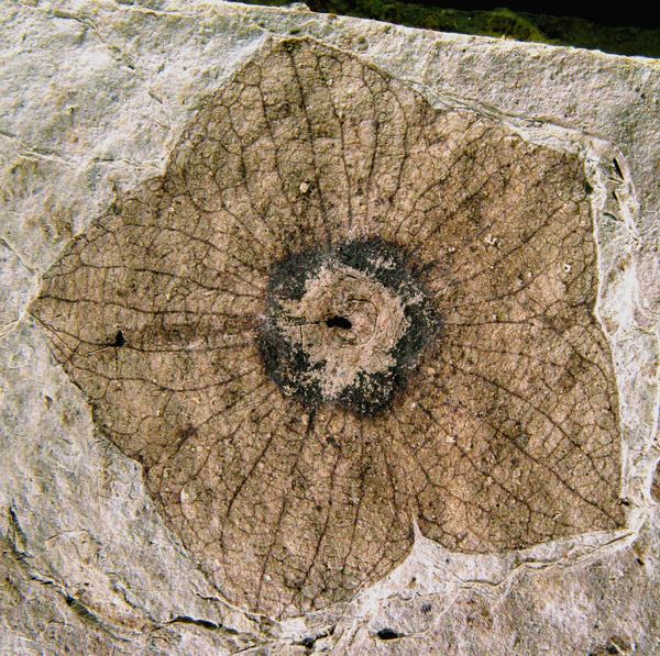 Fossil Bonanza tweet media