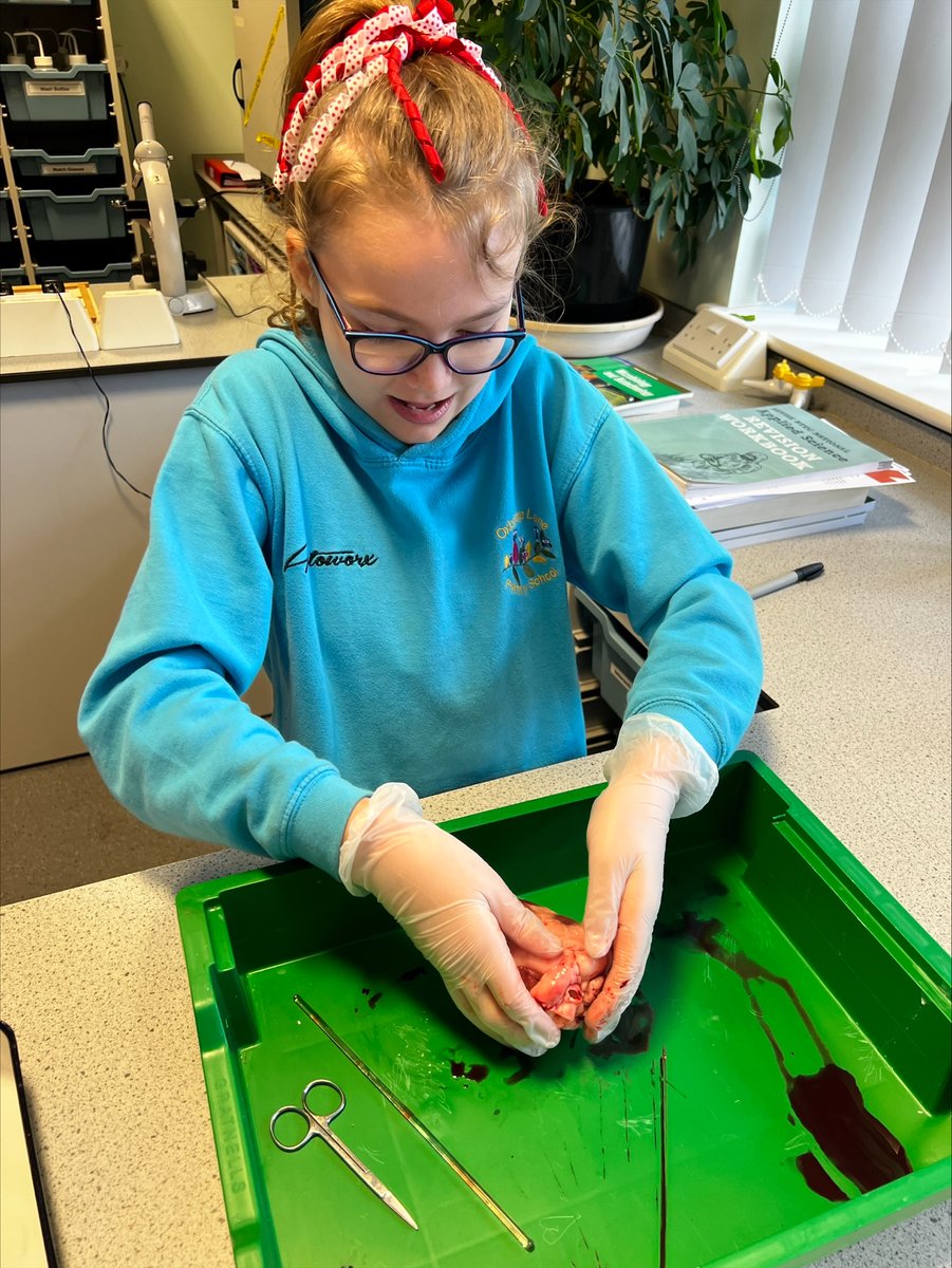 Year 6 have spent the week learning about how the human heart works! They have then had an interesting visit to Stockton Sixth Form this morning. They dissected a lamb's heart! Enjoy this experience with us through the pictures below!